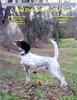 June July 2013 Bird Dog & Retriever News