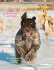 DJ2013 GSP Bird Dog & Retriever News cover 