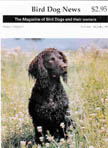 American Water Spaniel dog