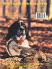 English Setter with a Ruffed Grouse