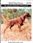 Irish Red Setter dog