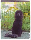 Irish Water Spaniel
