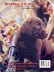 Chocolate Labrador Retriever Puppy