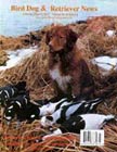 Nova Scotia Duck Tolling Retriever