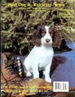 English Springer Spaniel dog