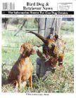 Vizsla dog